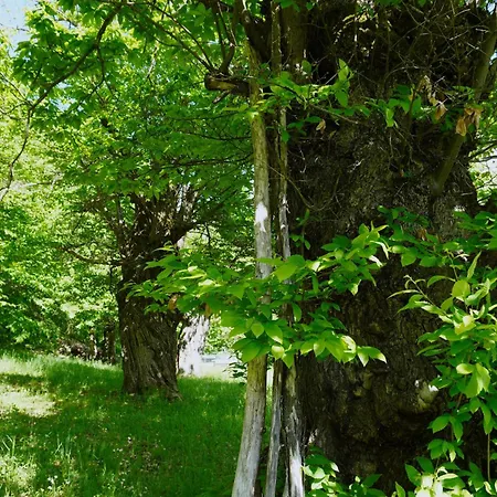 Holiday home Casa Castagno E Ruscello - Nature Retreat In Liguria Ponte di Nava